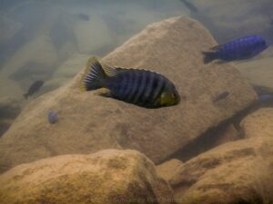 Petrotilapia genalutea 'Chilumba'